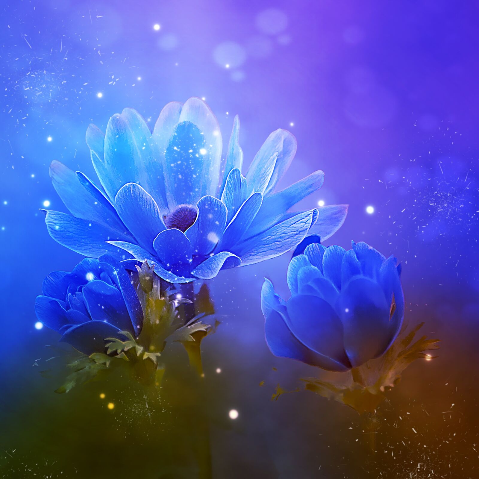 Nikon D7100 sample photo. Anemone, crown anemone, blue photography