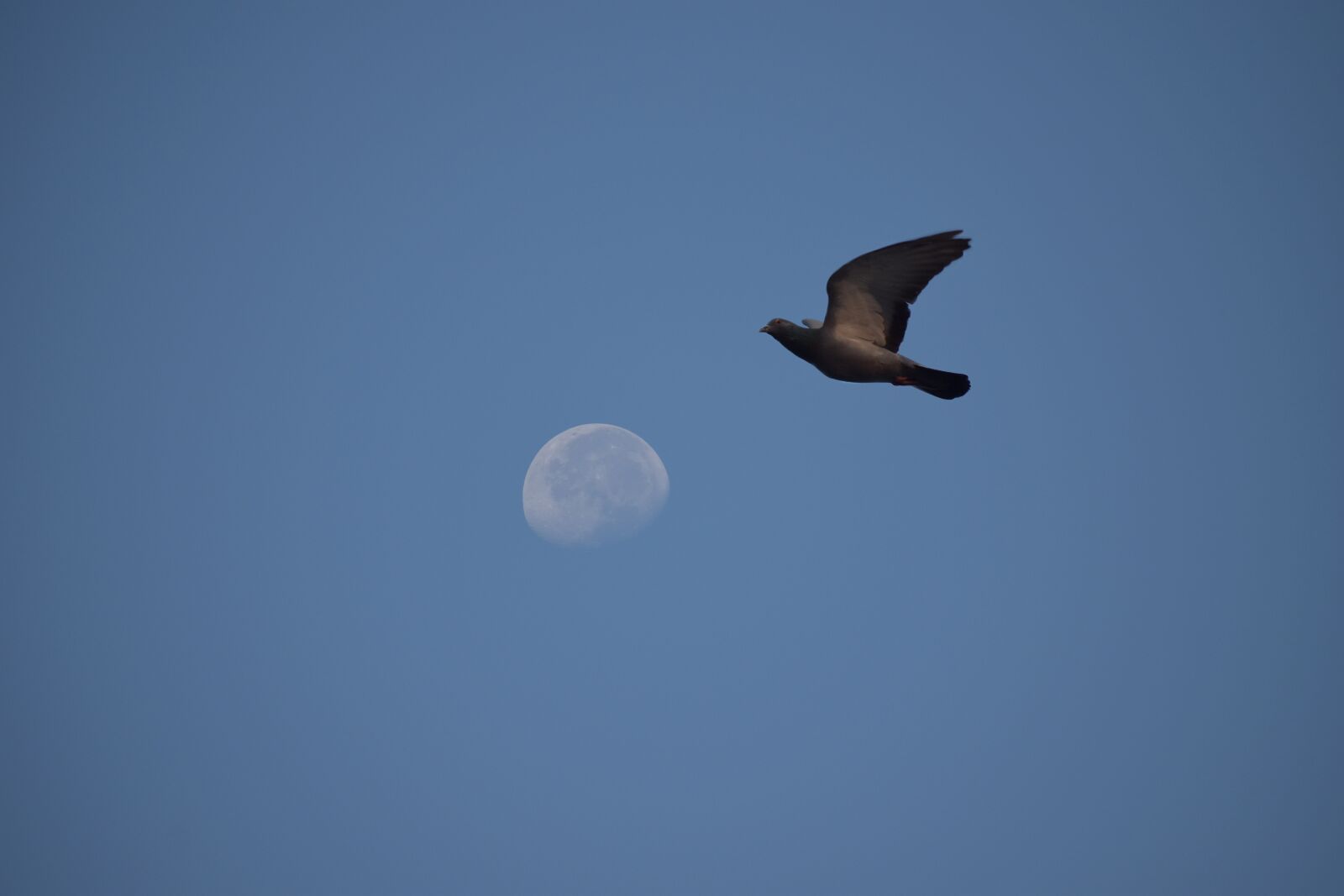 Nikon D5600 sample photo. Pigeon, flight, the moon photography