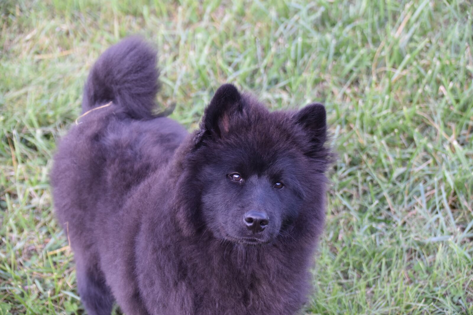 Nikon D5600 sample photo. Dog, bitch, eurasier photography