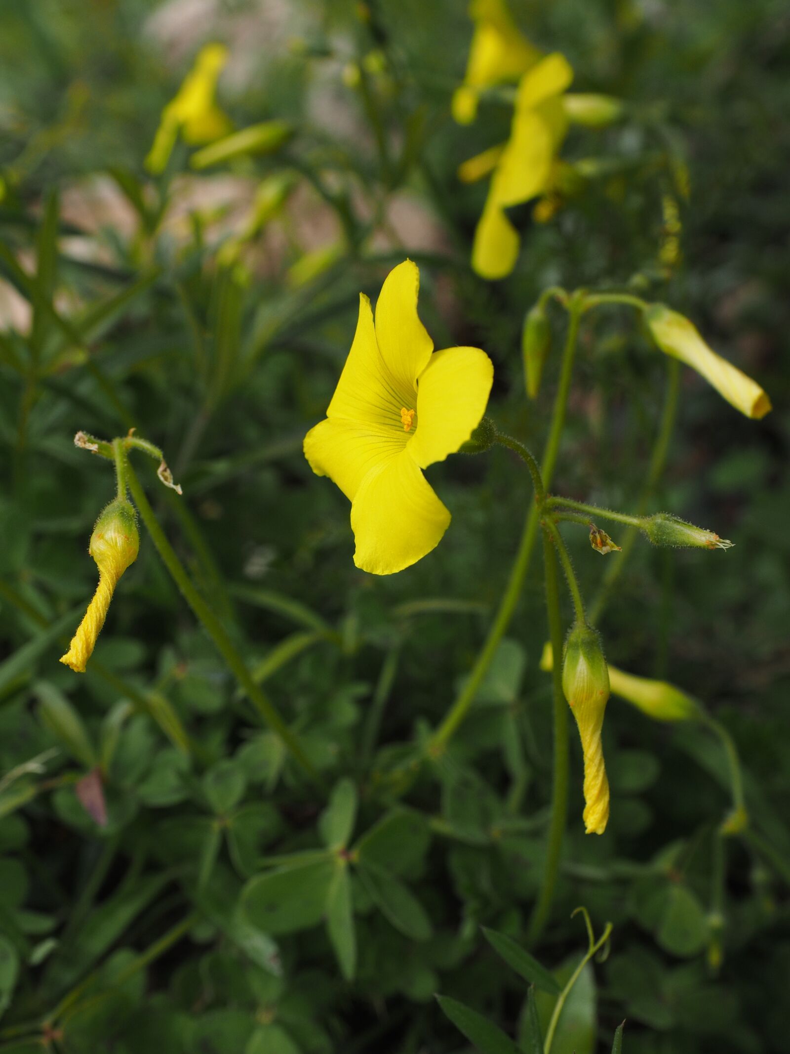 Olympus OM-D E-M1 + Olympus M.Zuiko Digital ED 12-40mm F2.8 Pro sample photo. Oxalis pes-caprae, flower, blossom photography