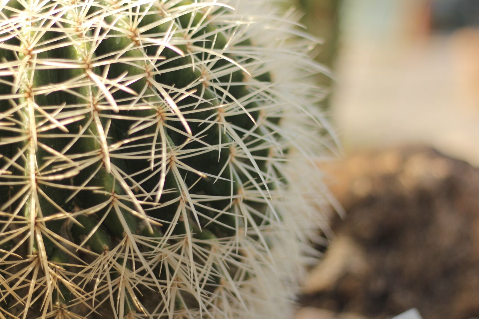 Canon EOS 60D + Canon EF 50mm F1.8 STM sample photo. Cactus, desert, exotic photography