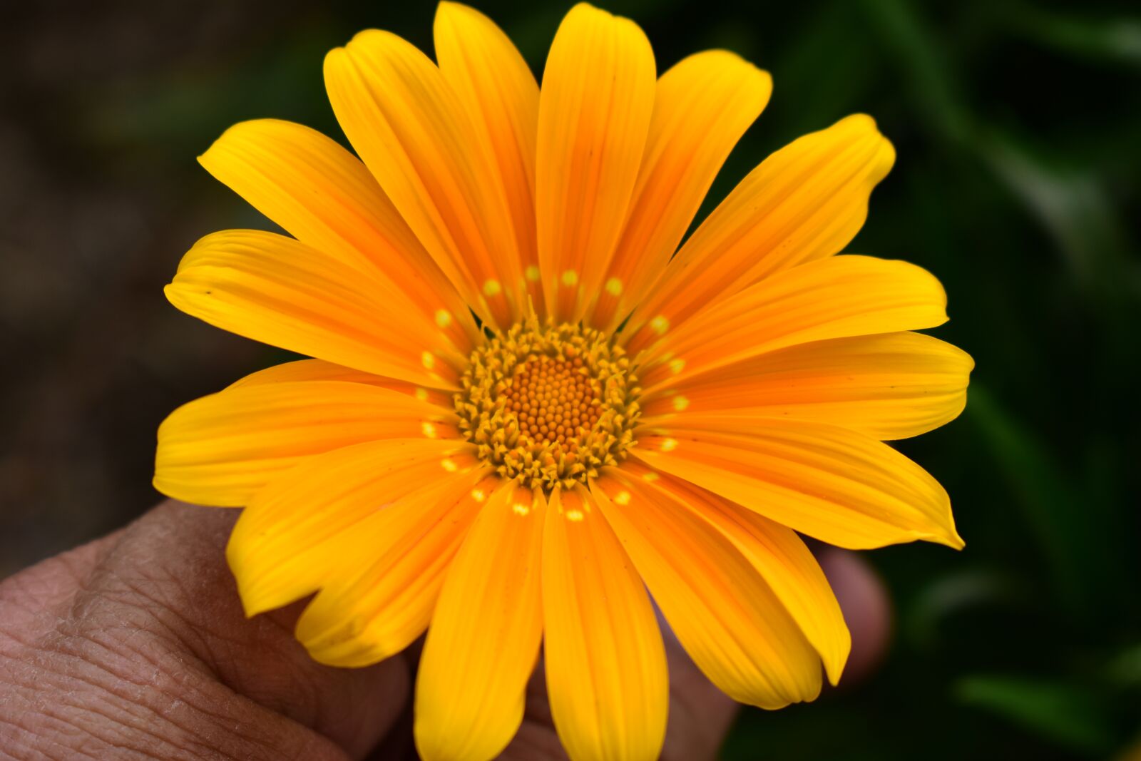 Nikon D3400 sample photo. Nature, flower, plant photography