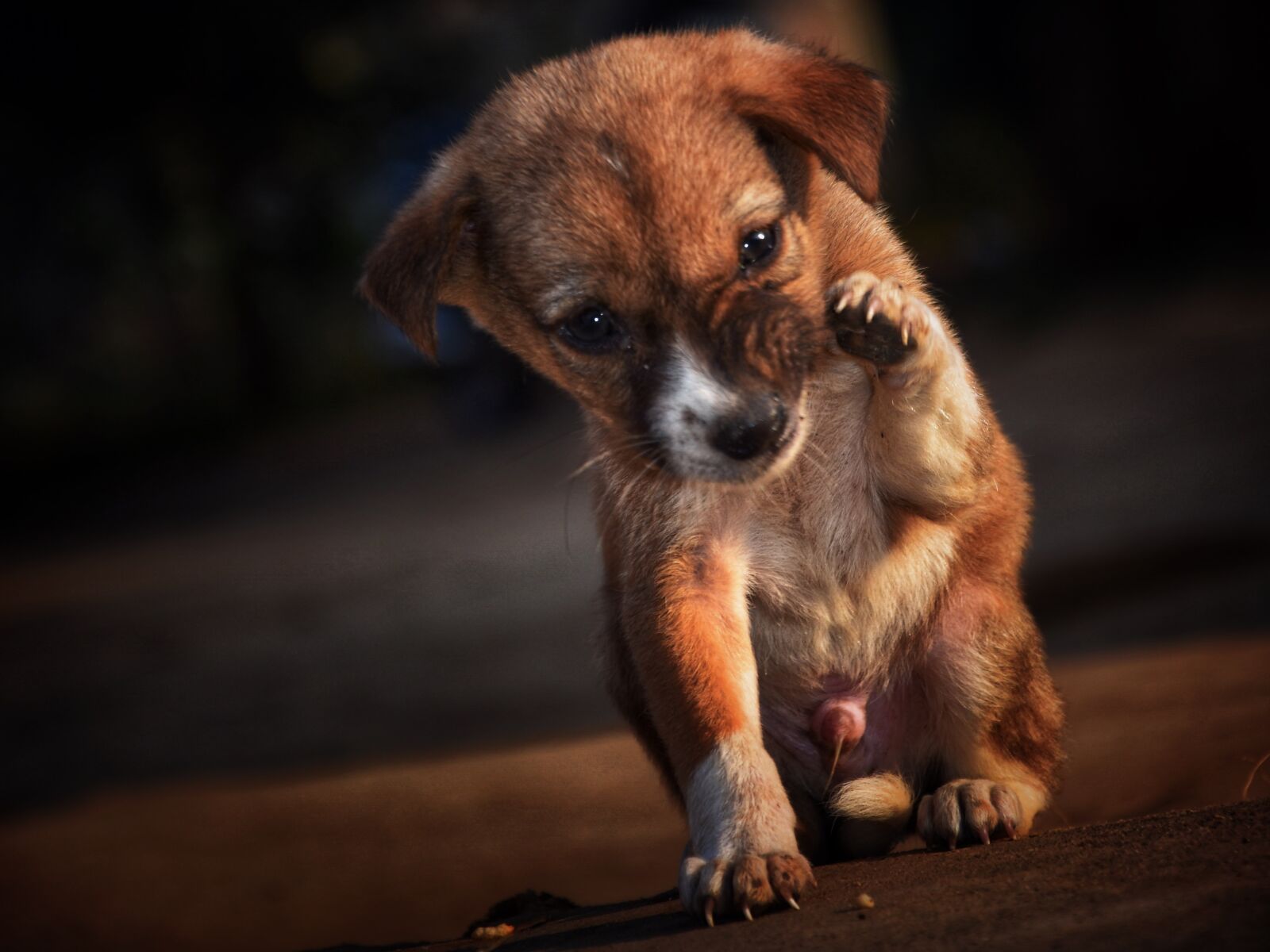 Nikon D7200 sample photo. Pet, puppy, cute photography