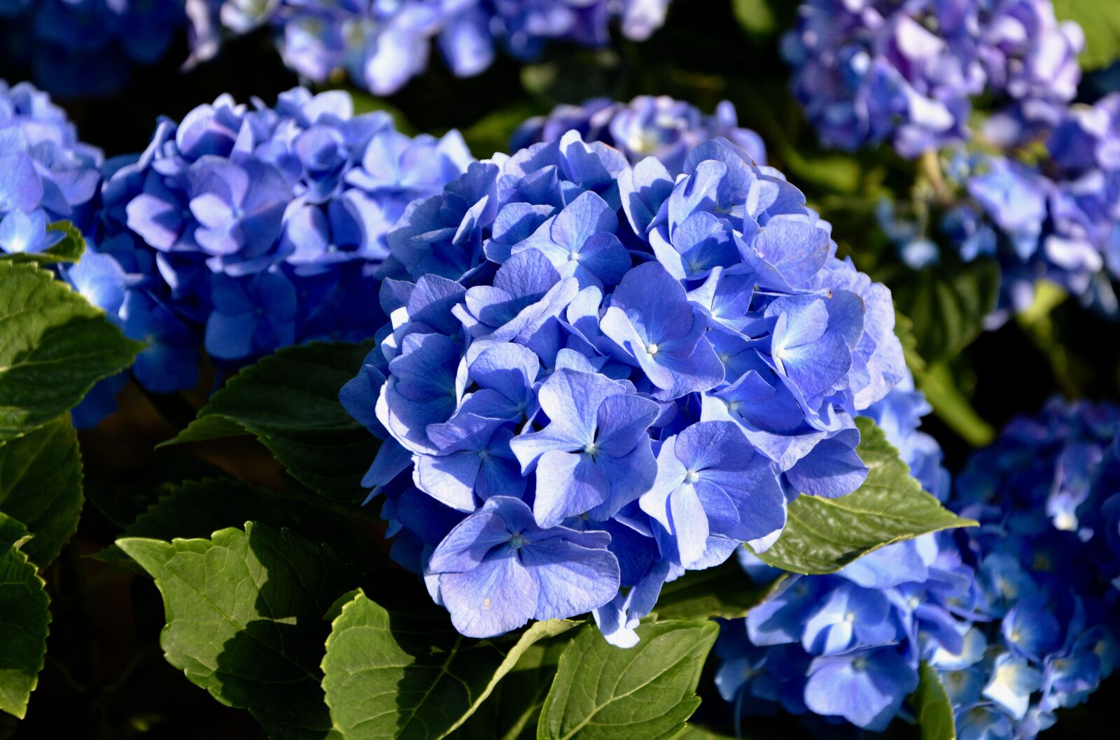 Nikon D5200 sample photo. Flower, hydrangea blue, flowering photography