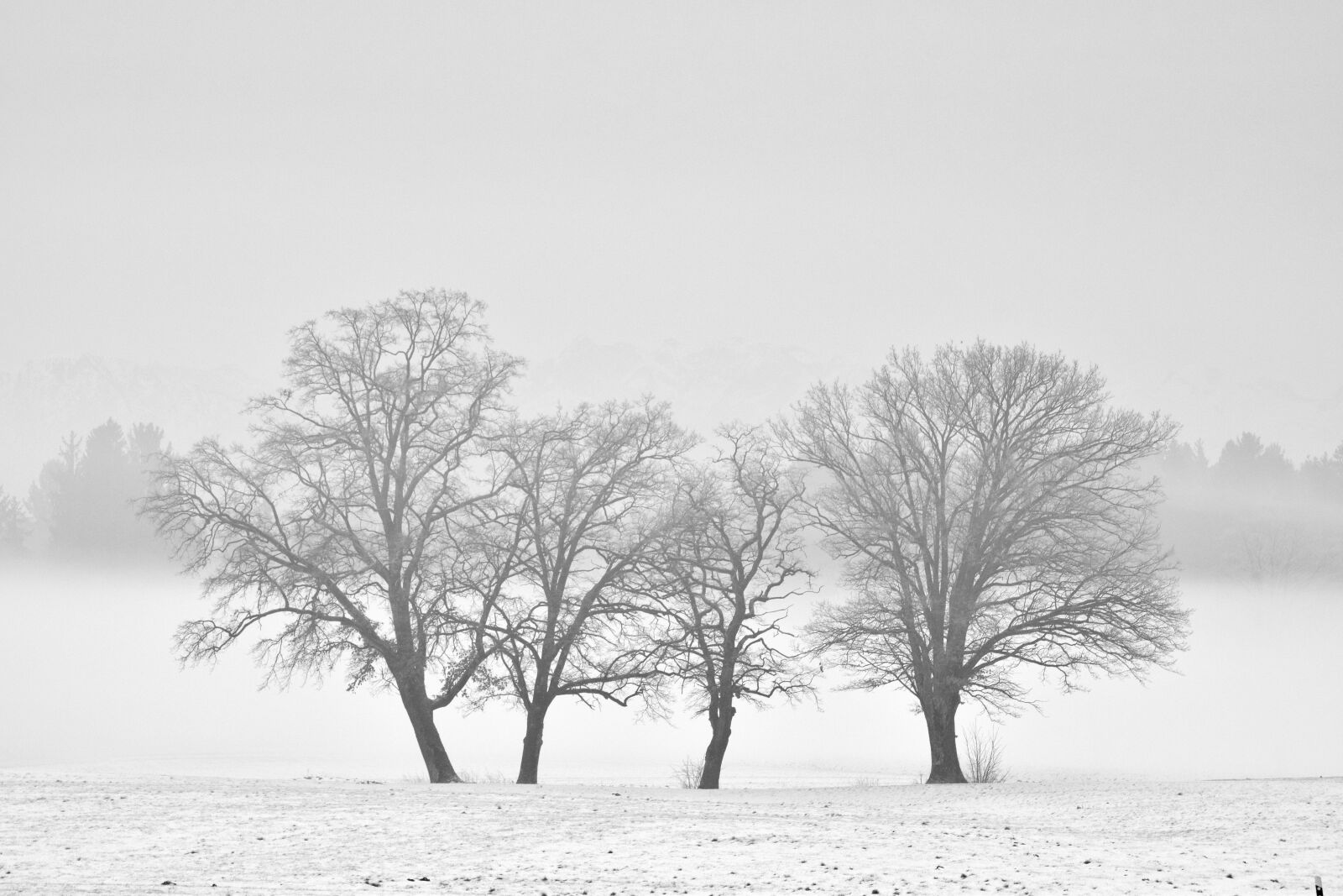 Nikon D3300 sample photo. Winter, monochrome, snow photography