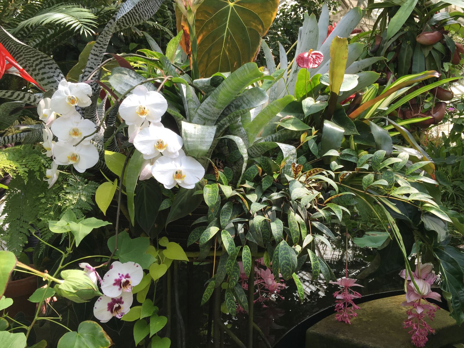 Apple iPhone 6s sample photo. Orchids, plant, flower photography