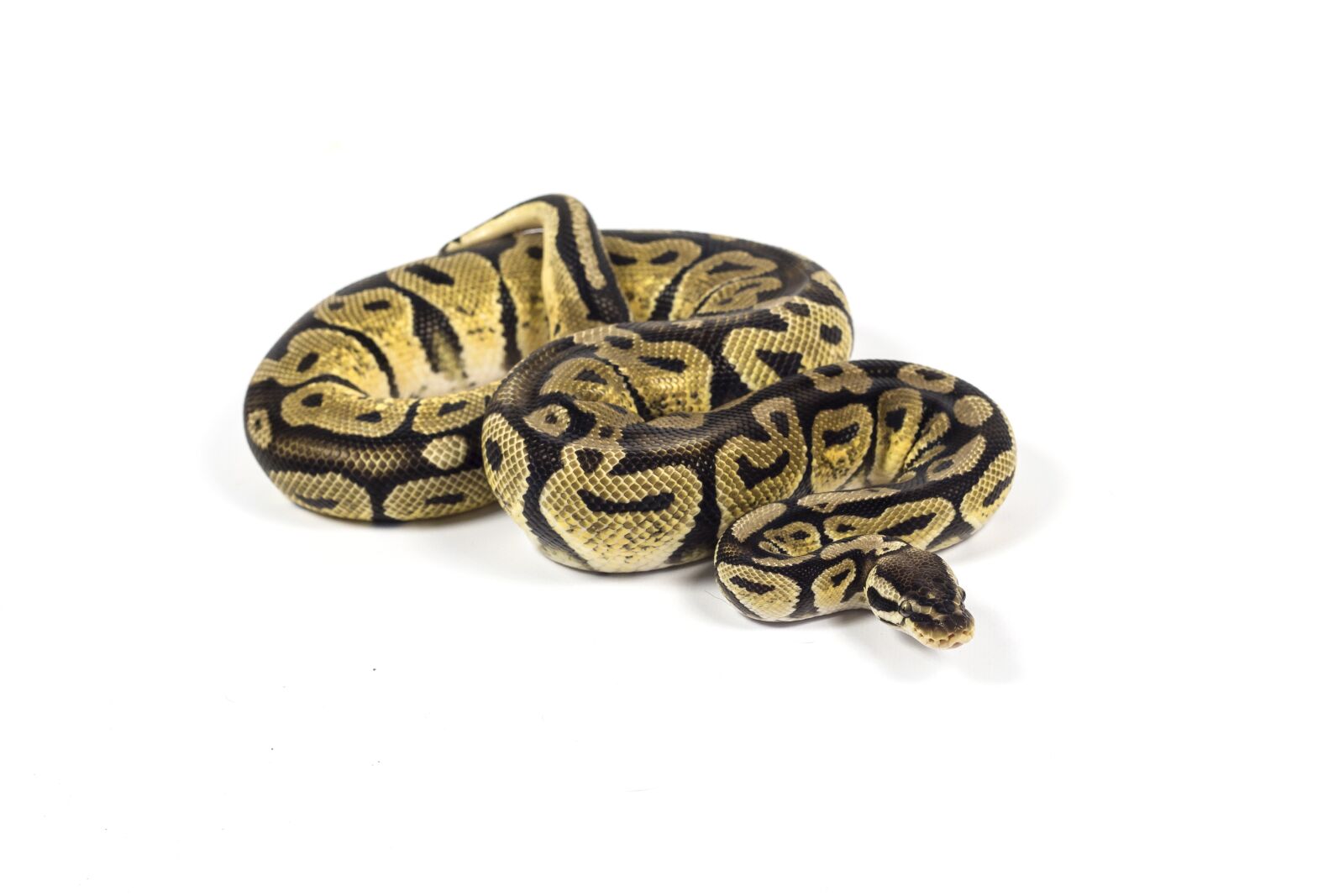 Canon EF 50mm F1.8 II sample photo. Snake, reptile, animal photography