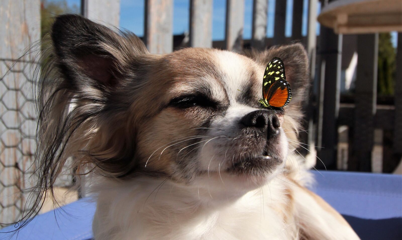 Canon EOS 700D (EOS Rebel T5i / EOS Kiss X7i) sample photo. Dog, chihuahua, cute photography