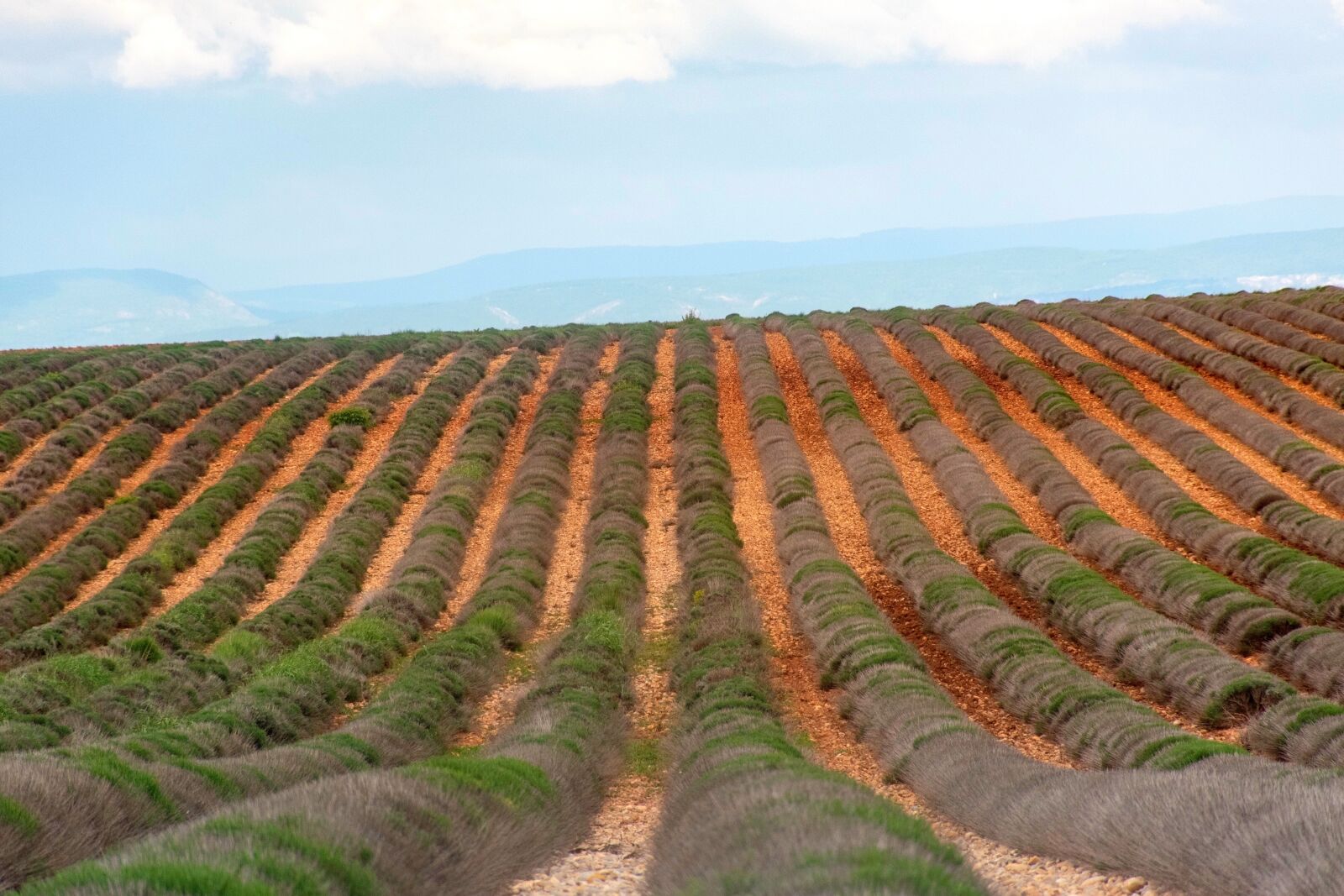 Nikon D5600 sample photo. Valensole, lavender field, barren photography