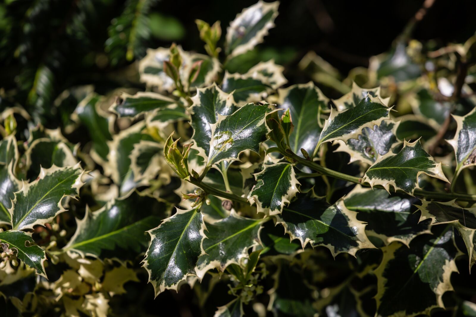 Canon EOS 5D Mark III sample photo. Holly, variegated leaves, sharp photography