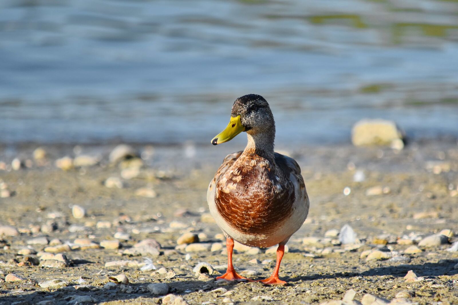 Nikon D5500 sample photo. Beach, duck, mallard, natural photography