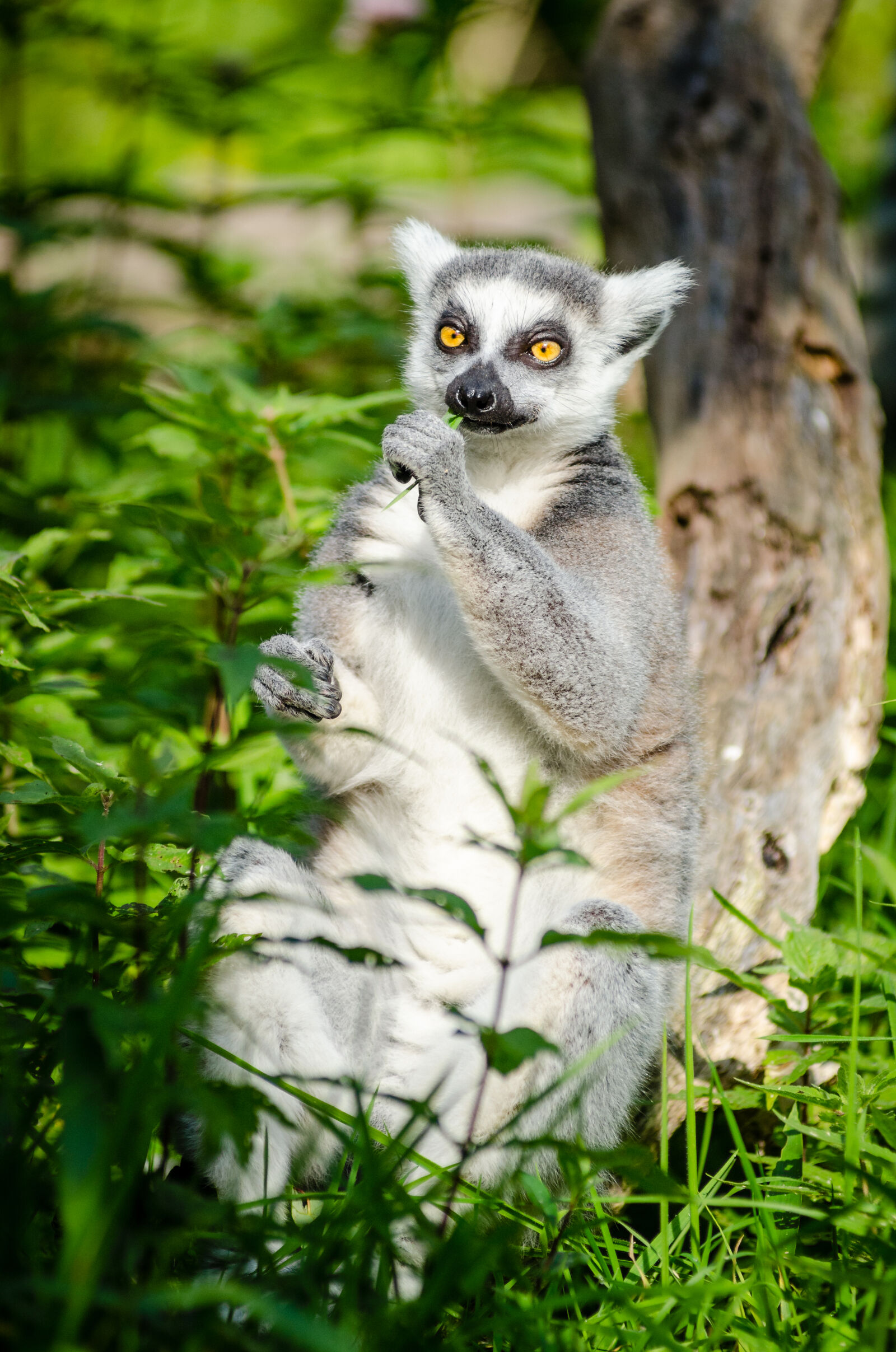 AF Zoom-Nikkor 80-200mm f/2.8 ED sample photo