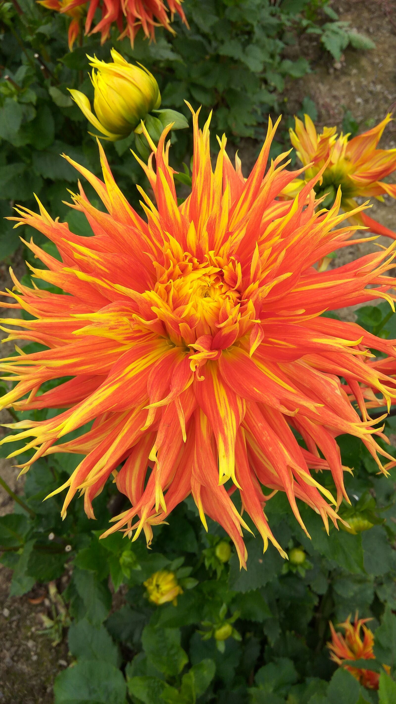 Xiaomi Redmi Note3 sample photo. Dahlia, blossom, bloom photography