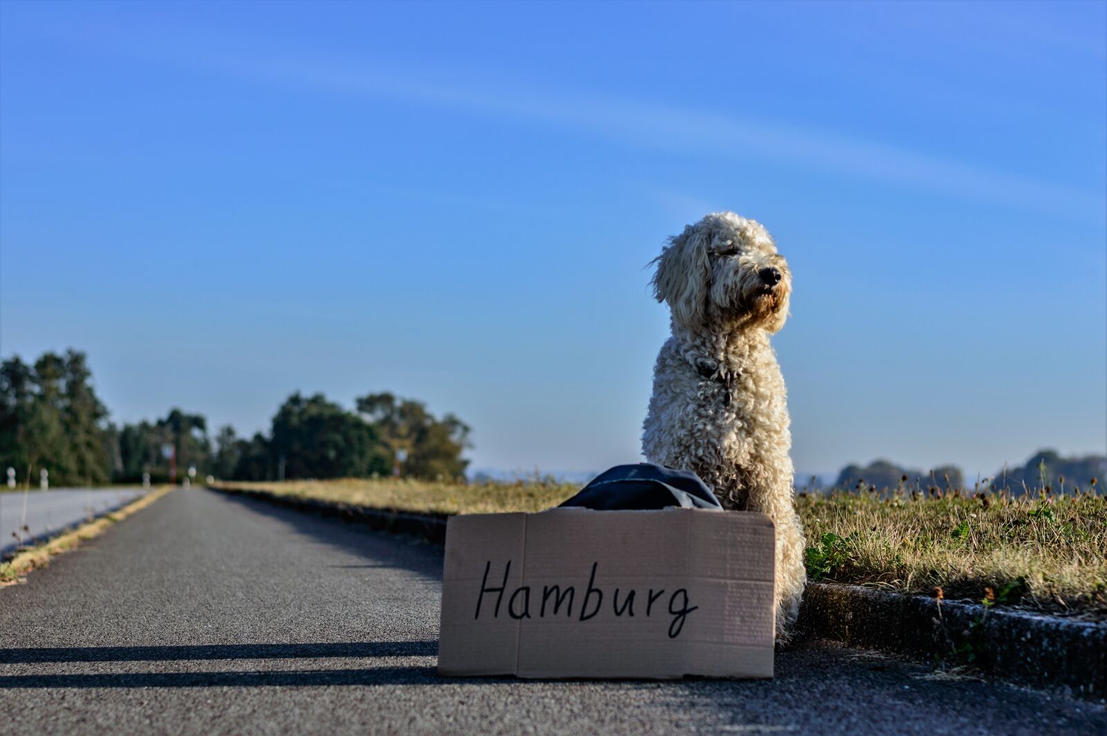 Nikon D3200 sample photo. Hitcher, hitch-hike, dog photography