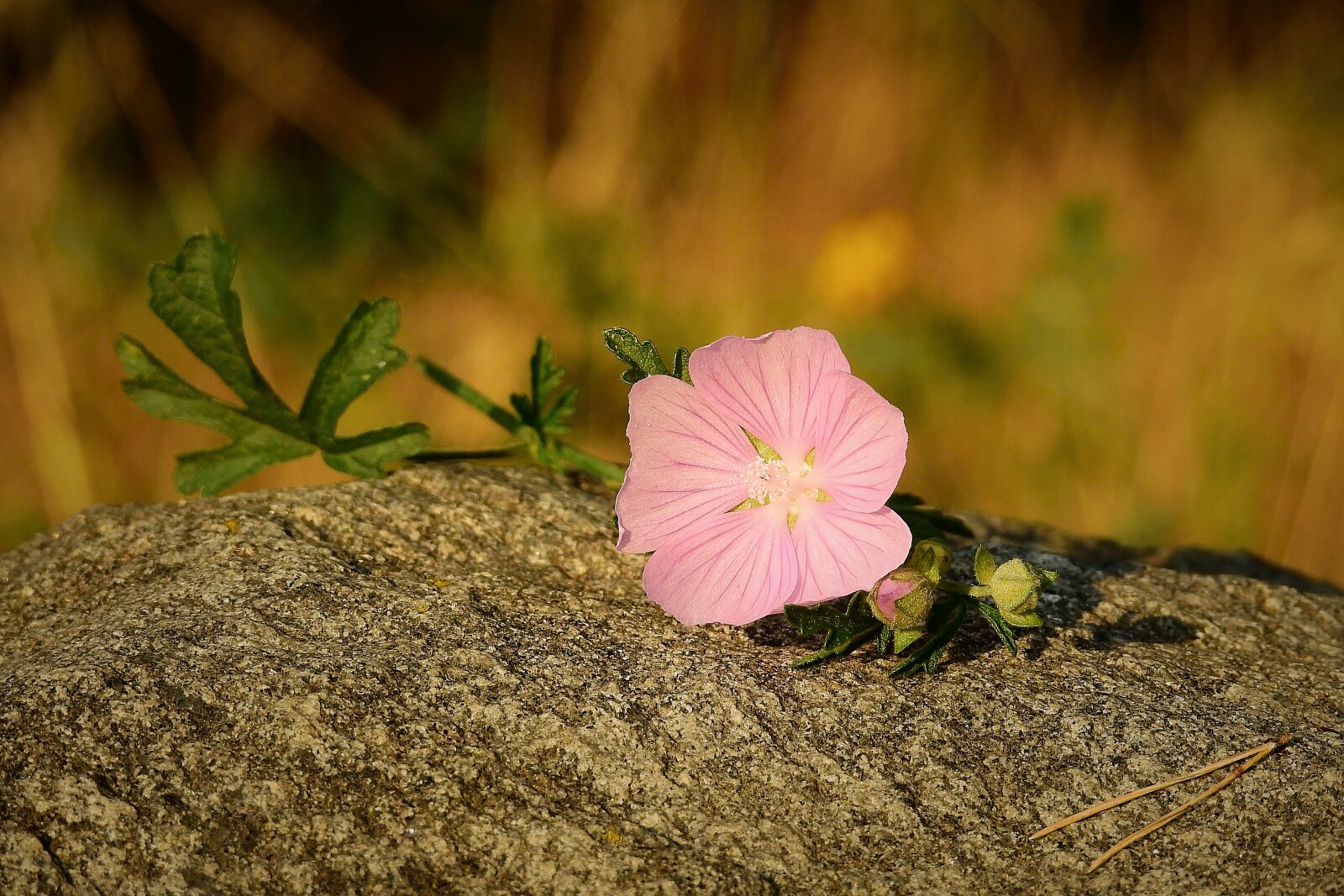 Nikon Coolpix P900 sample photo. Flower, stone, summer photography