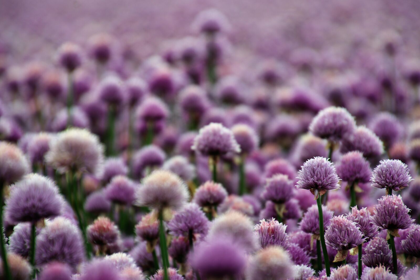Canon EOS 7D Mark II sample photo. Flower, farm, flower, field photography
