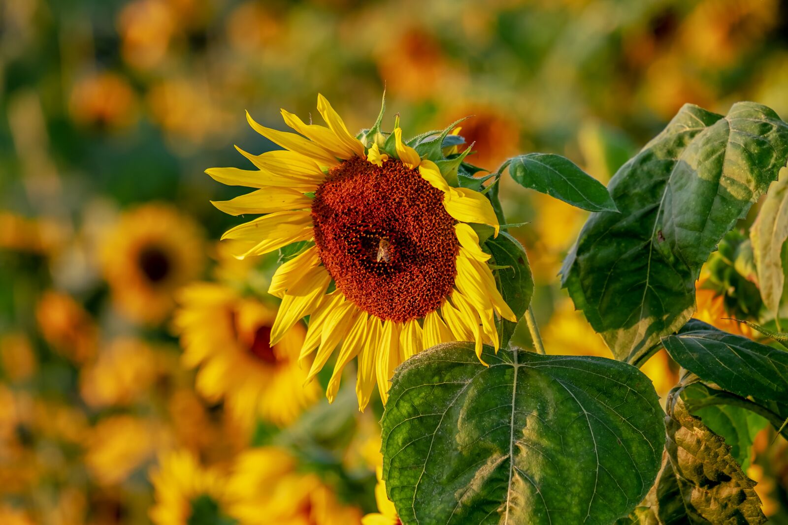 Fujifilm XF 55-200mm F3.5-4.8 R LM OIS sample photo. Sunflower, helianthus, flowers photography
