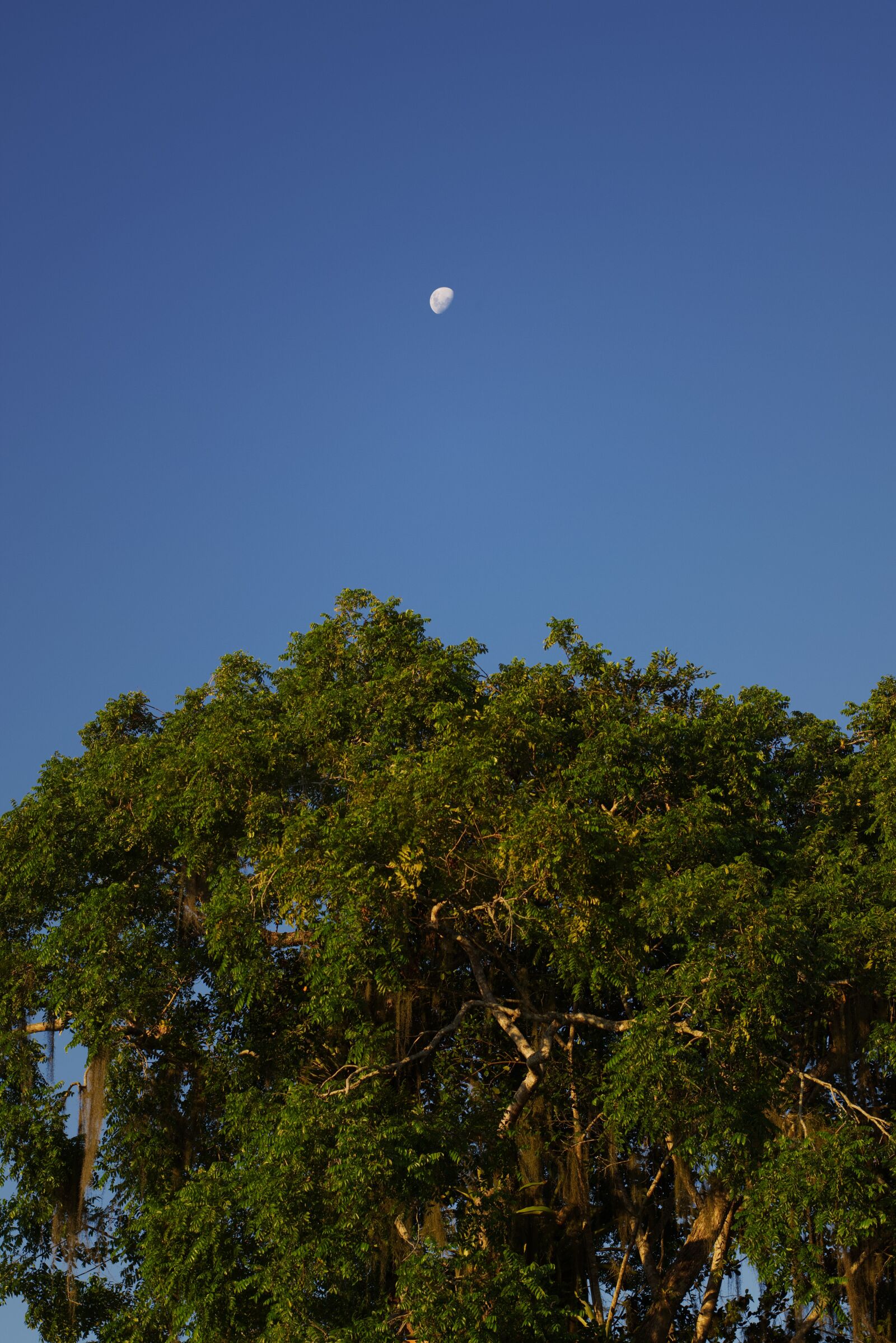 Nikon D5600 sample photo. Sky, tree, moon photography