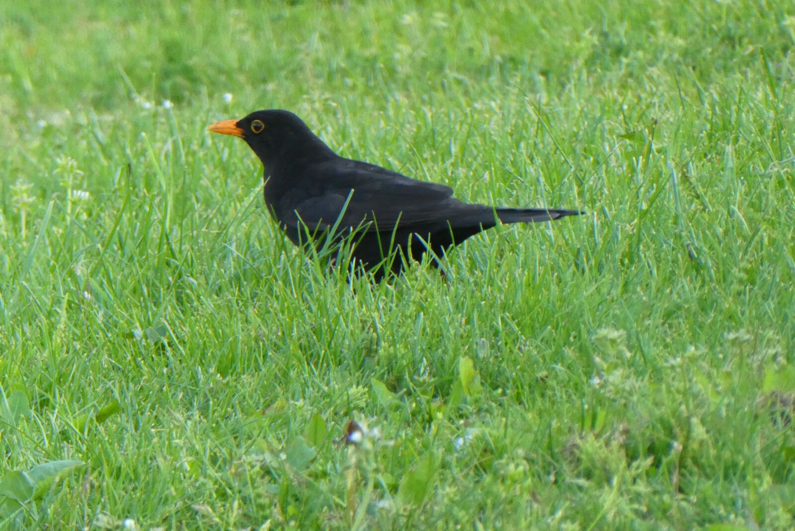 Panasonic Lumix DC-ZS70 (Lumix DC-TZ90) sample photo. Blackbird, bird, grass photography