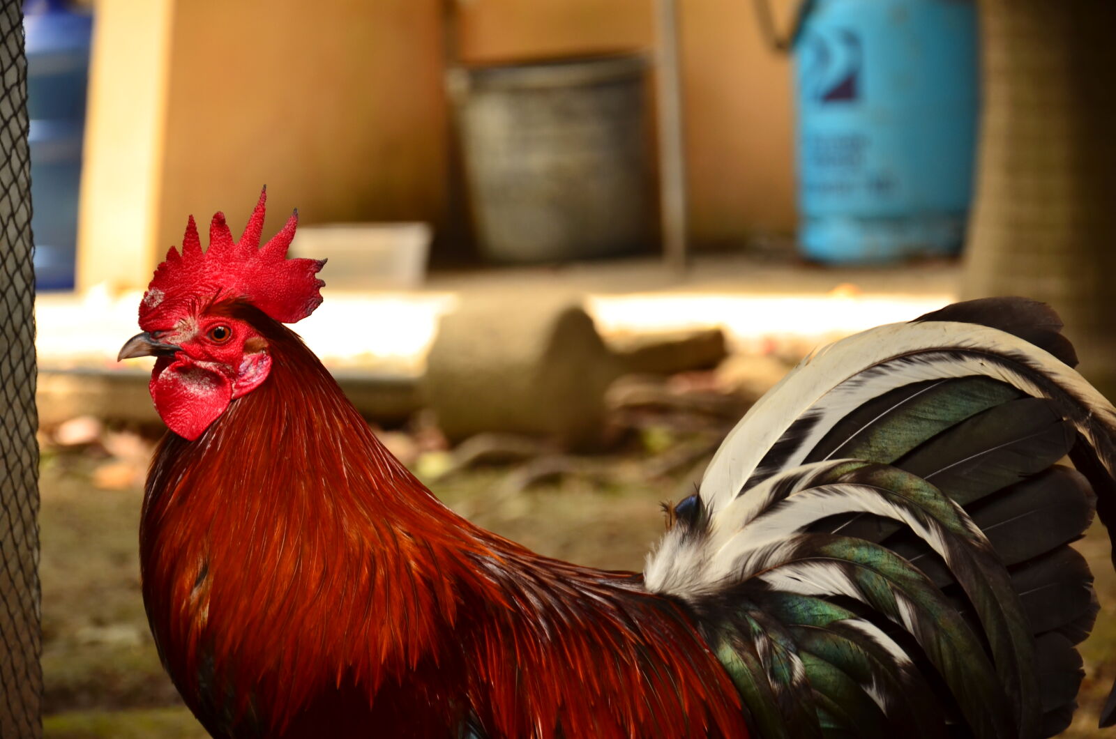 Nikon D7000 sample photo. Animal, farming, rooster photography