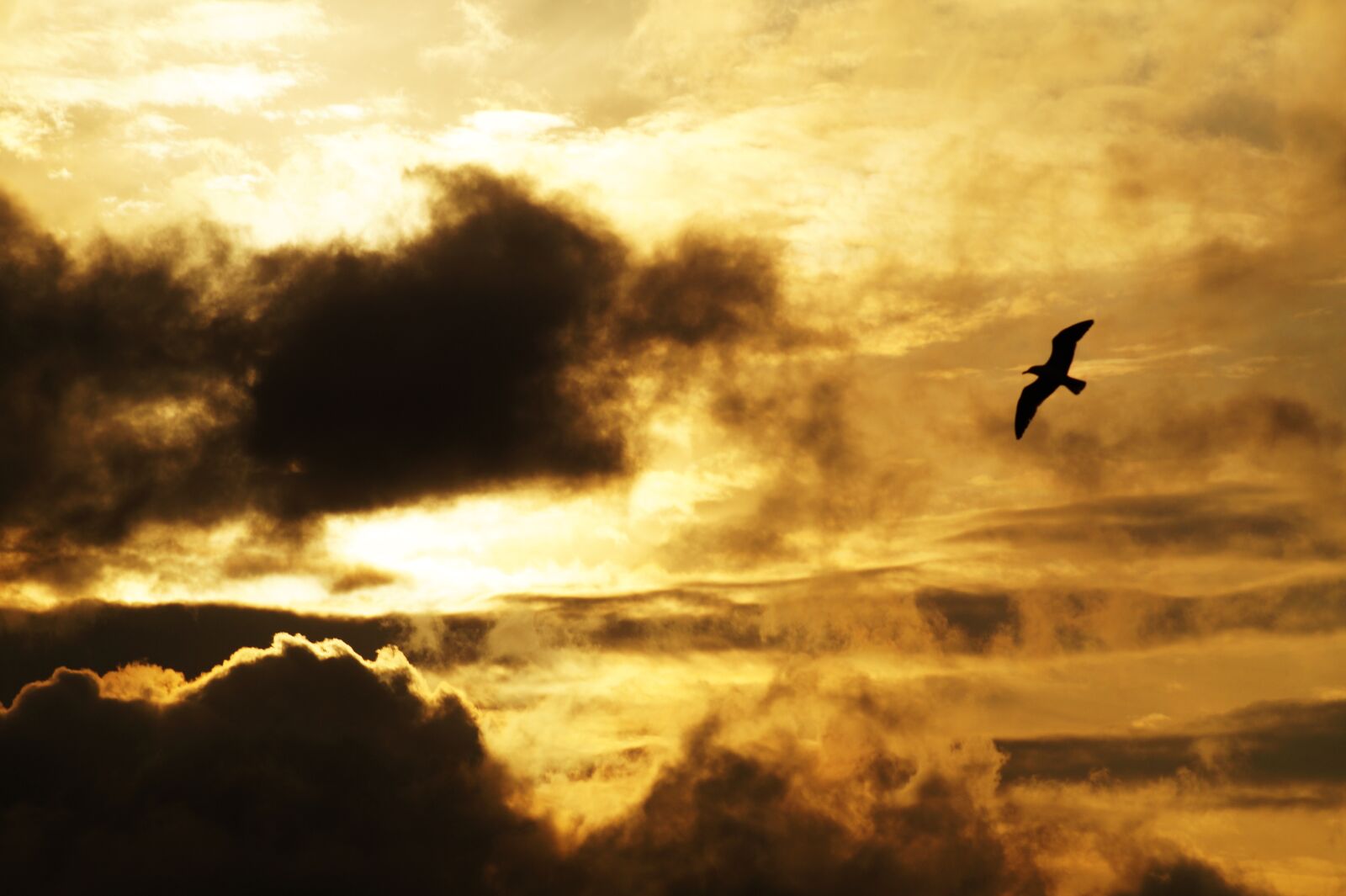 Sony SLT-A58 sample photo. Backlit, bird, clouds, dark photography