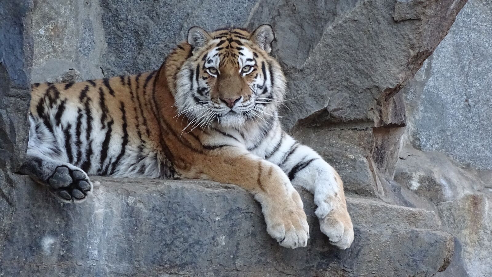 Sony Cyber-shot DSC-HX400V sample photo. Tiger, siberian, amurtiger photography