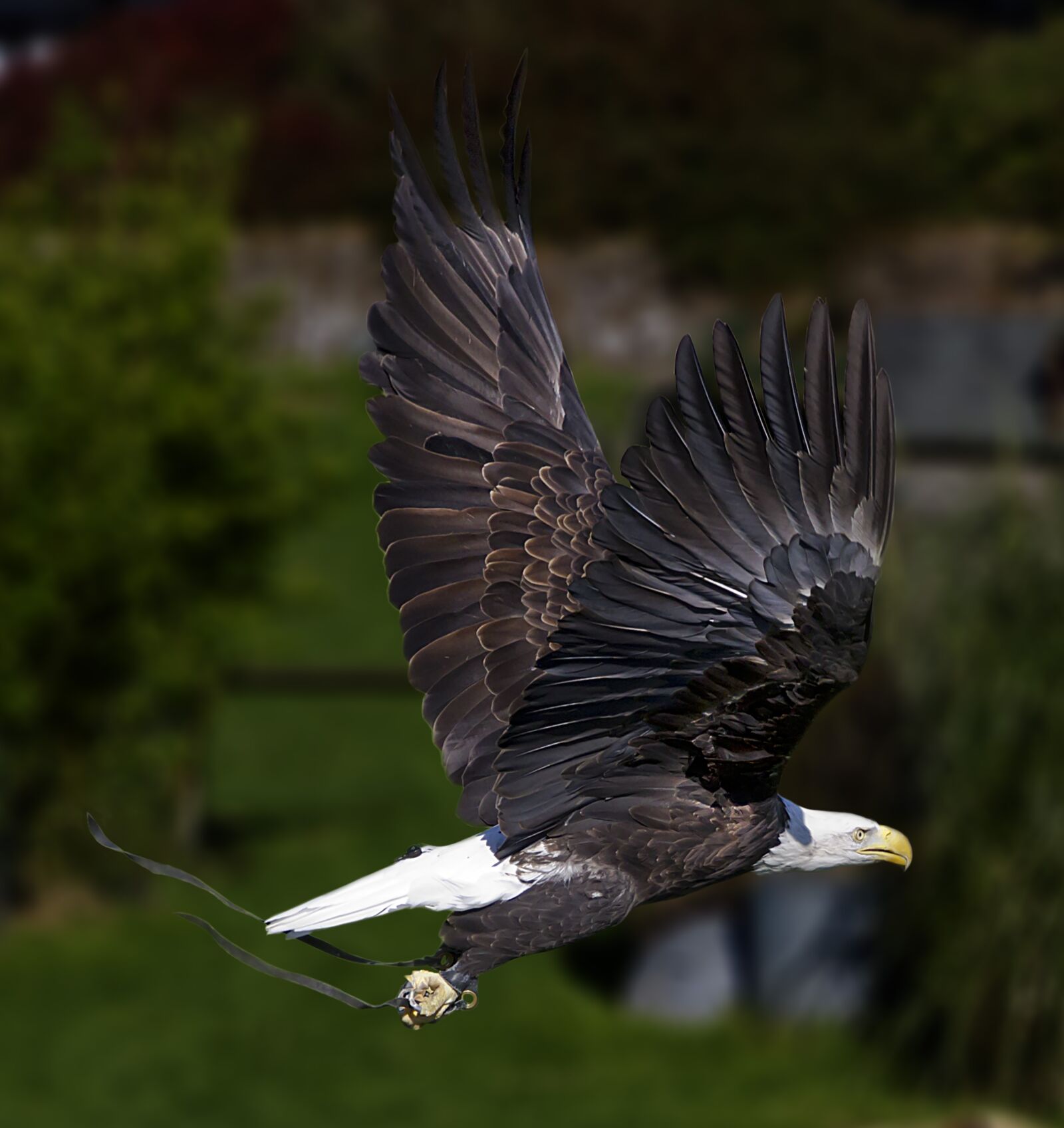 Canon EOS 7D sample photo. Eagle, zoo, bird photography