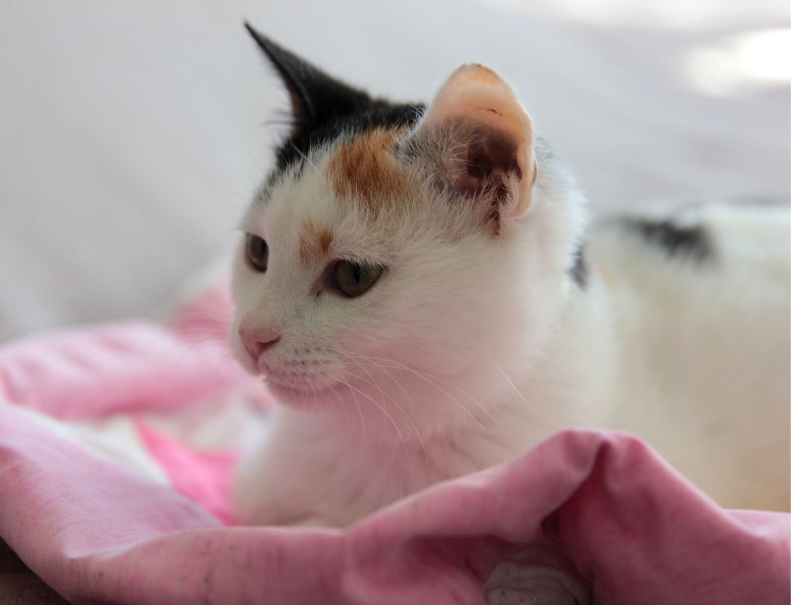 Canon EF 24-70mm F2.8L II USM sample photo. Cat, cats, animal photography
