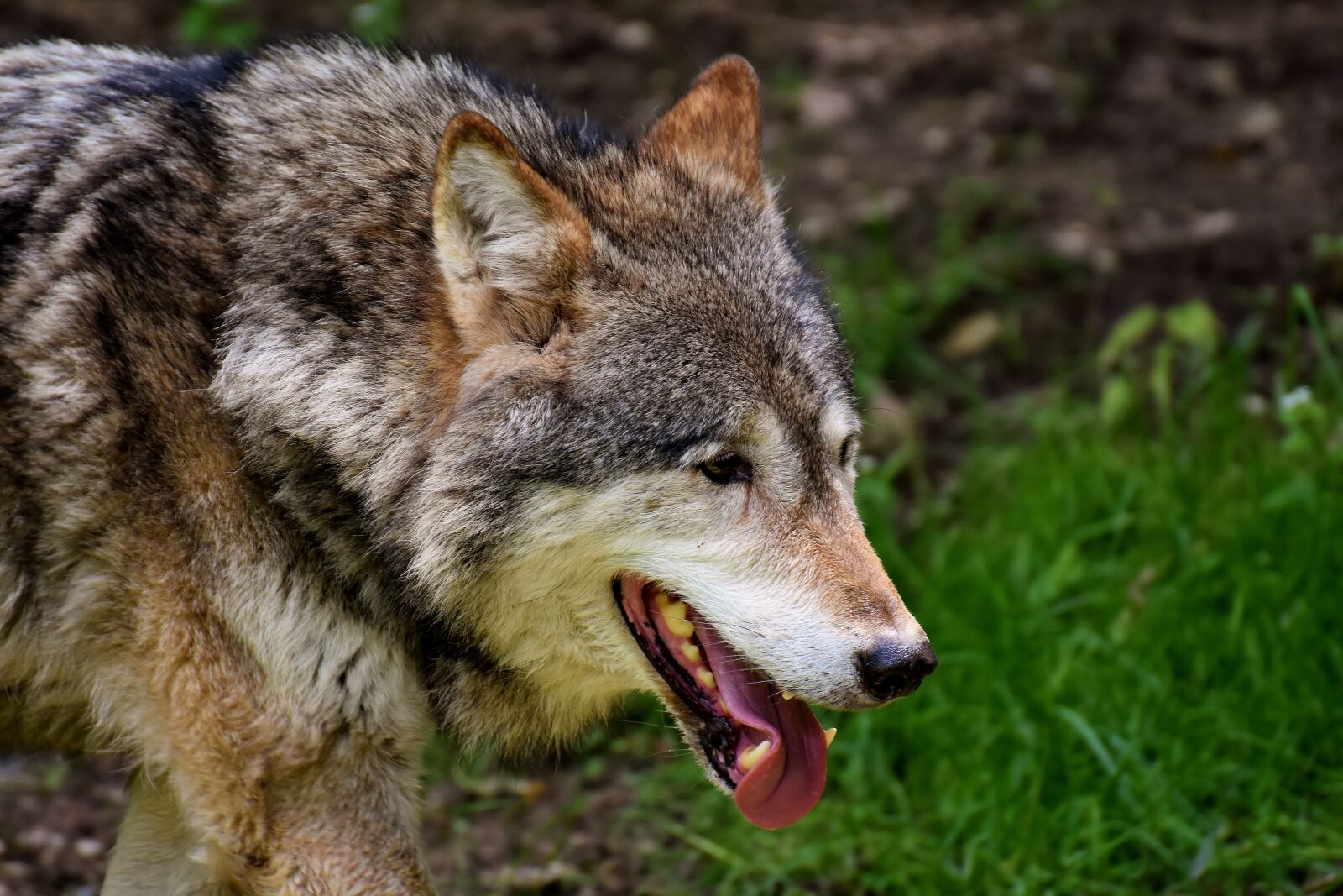 Nikon D7200 sample photo. Wolf, wild animal, beautiful photography