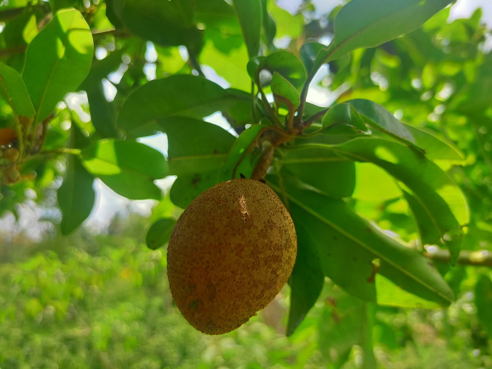 Realme 3 PRO sample photo. Bunga, tumbuhan, indah photography