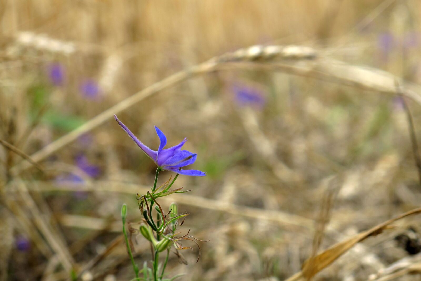 Canon PowerShot G12 sample photo. Flower, purple, wheat photography