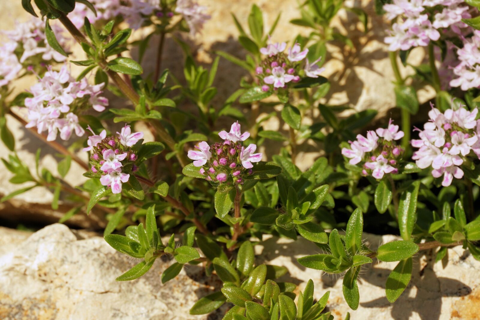 Sony a6000 sample photo. Flowers, plant, nature photography