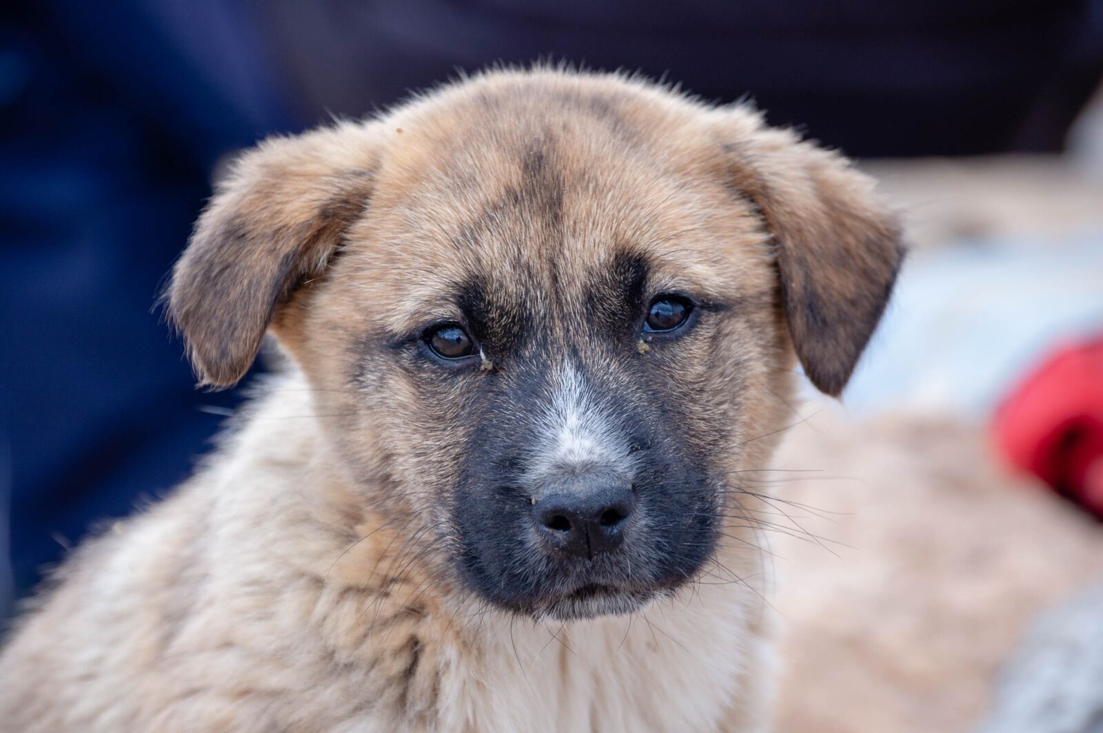 Nikon D40 sample photo. Dog, ear, puppies photography