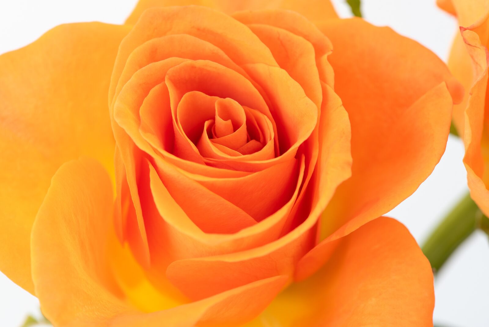 Nikon D750 sample photo. Blossom, bloom, orange photography