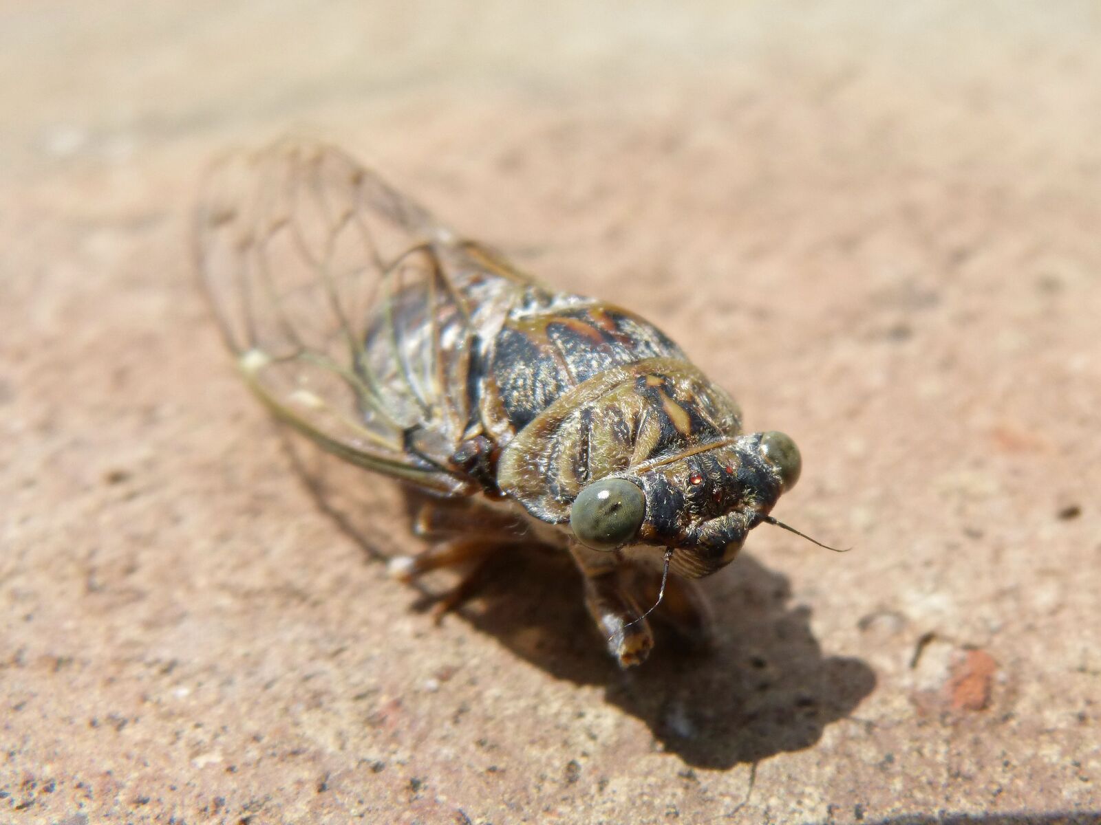 Panasonic DMC-FZ62 sample photo. Cicada, i cic dido photography