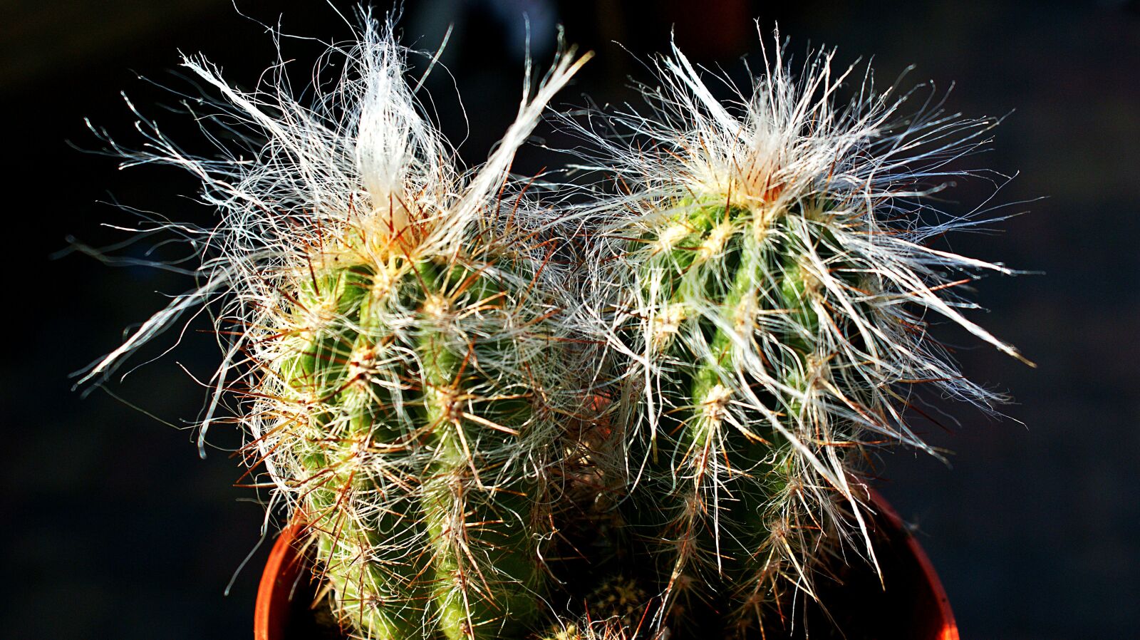 Sony Alpha DSLR-A350 sample photo. Cactus, pot plant, plant photography
