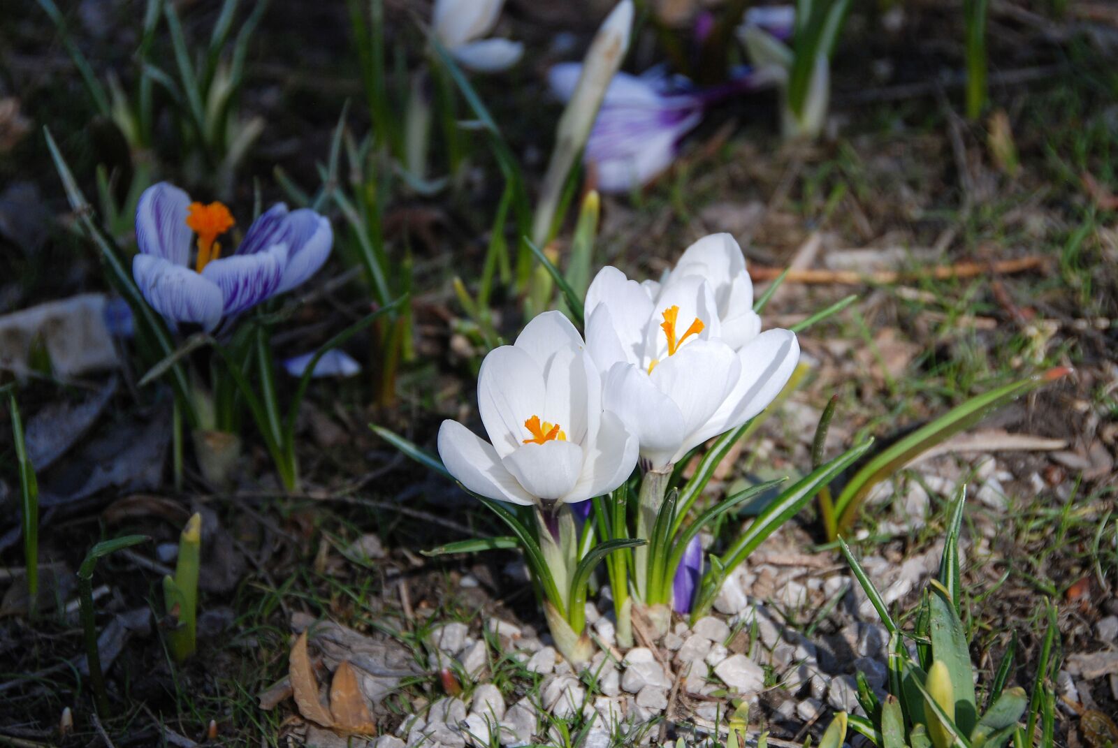 Nikon D80 sample photo. Crocus, lichtspiel, spring photography