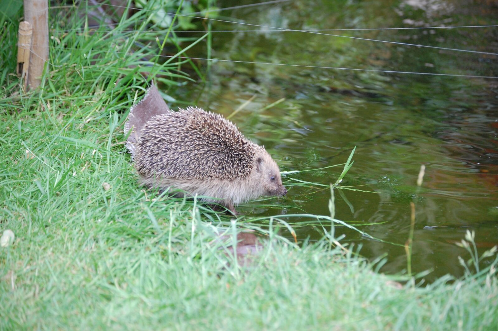 Nikon D40 sample photo. Hedgehog, wildlife, pond photography