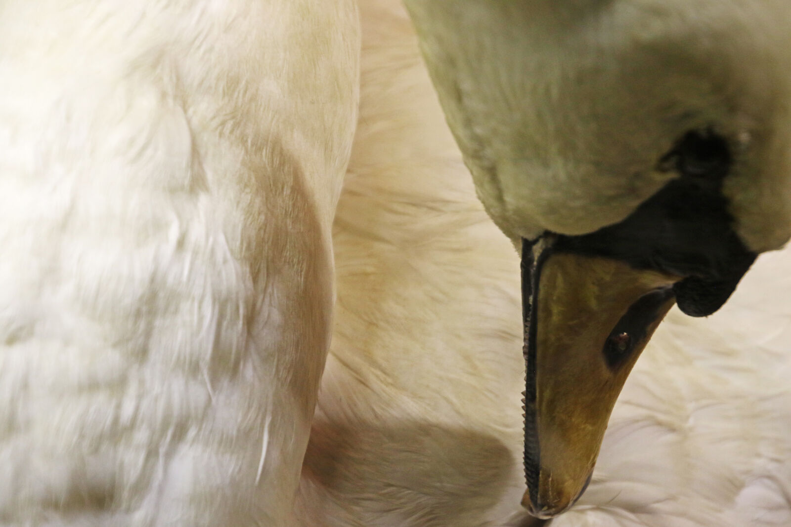 Canon EOS 7D Mark II sample photo. Animal, beak, bird, feathers photography