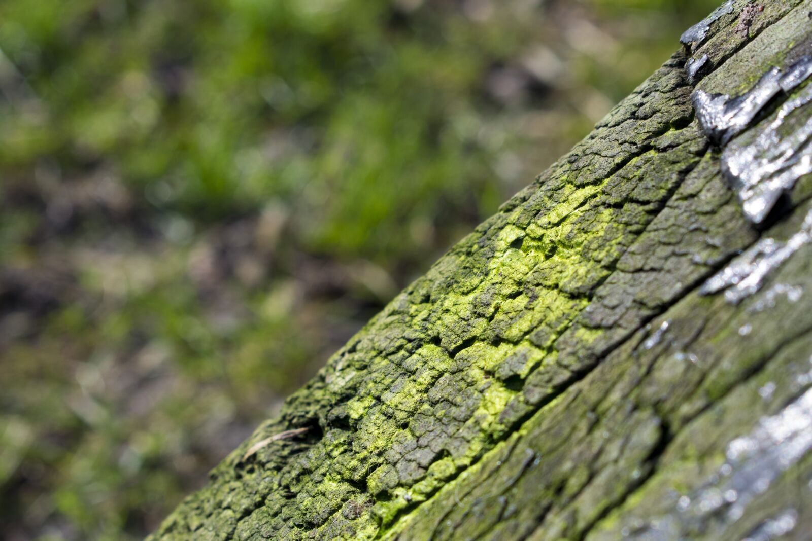 Nikon D5300 sample photo. Tree, bark, moss photography