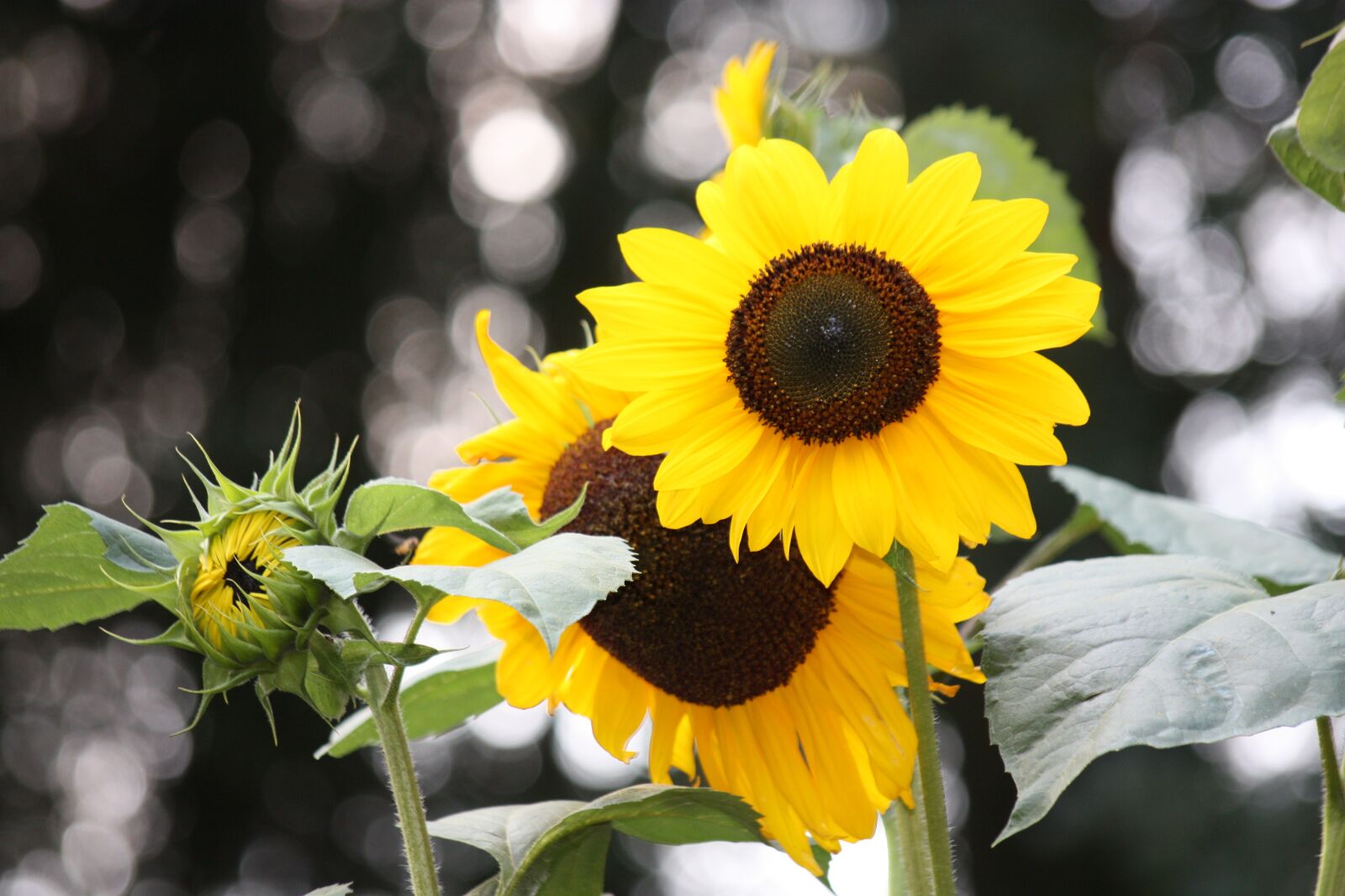Canon EOS 450D (EOS Rebel XSi / EOS Kiss X2) sample photo. Sunflower, yellow, close up photography