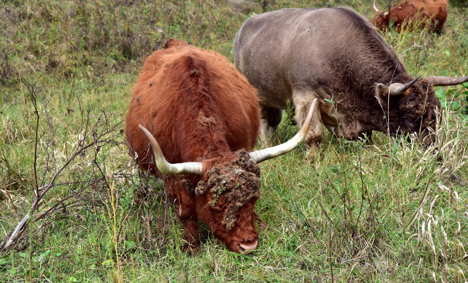 Nikon D750 sample photo. Galloway, highland beef, wild photography