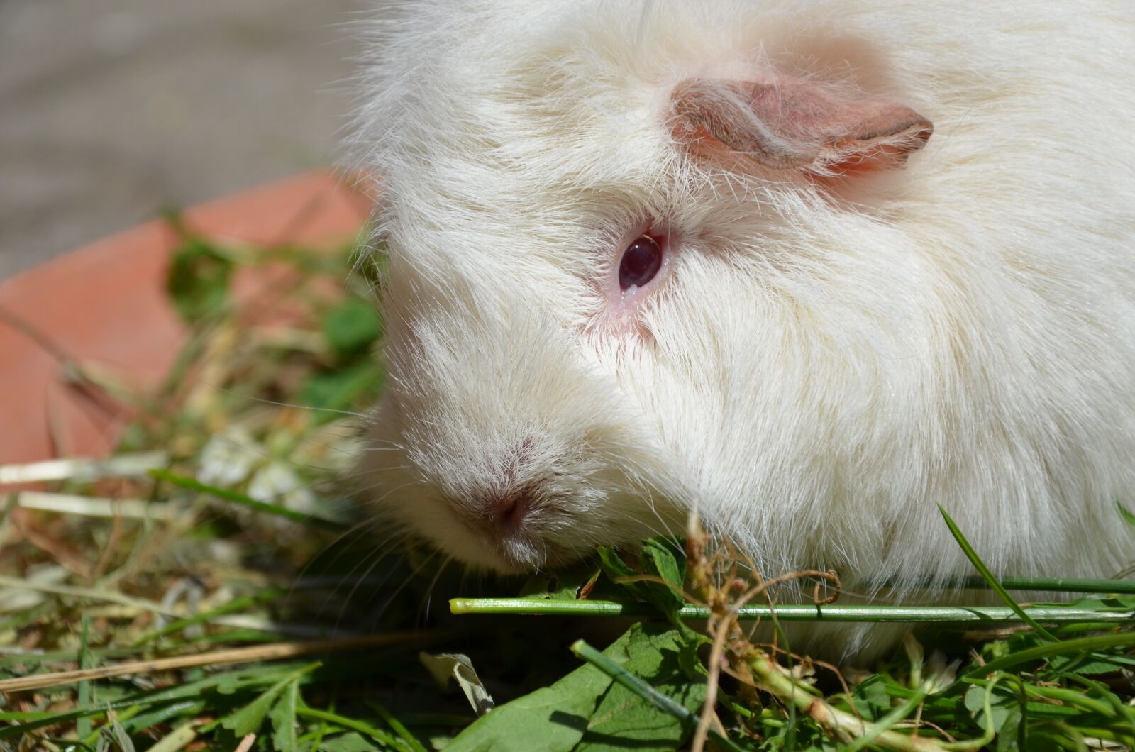 Nikon D5100 sample photo. Guinea pig, white, grass photography