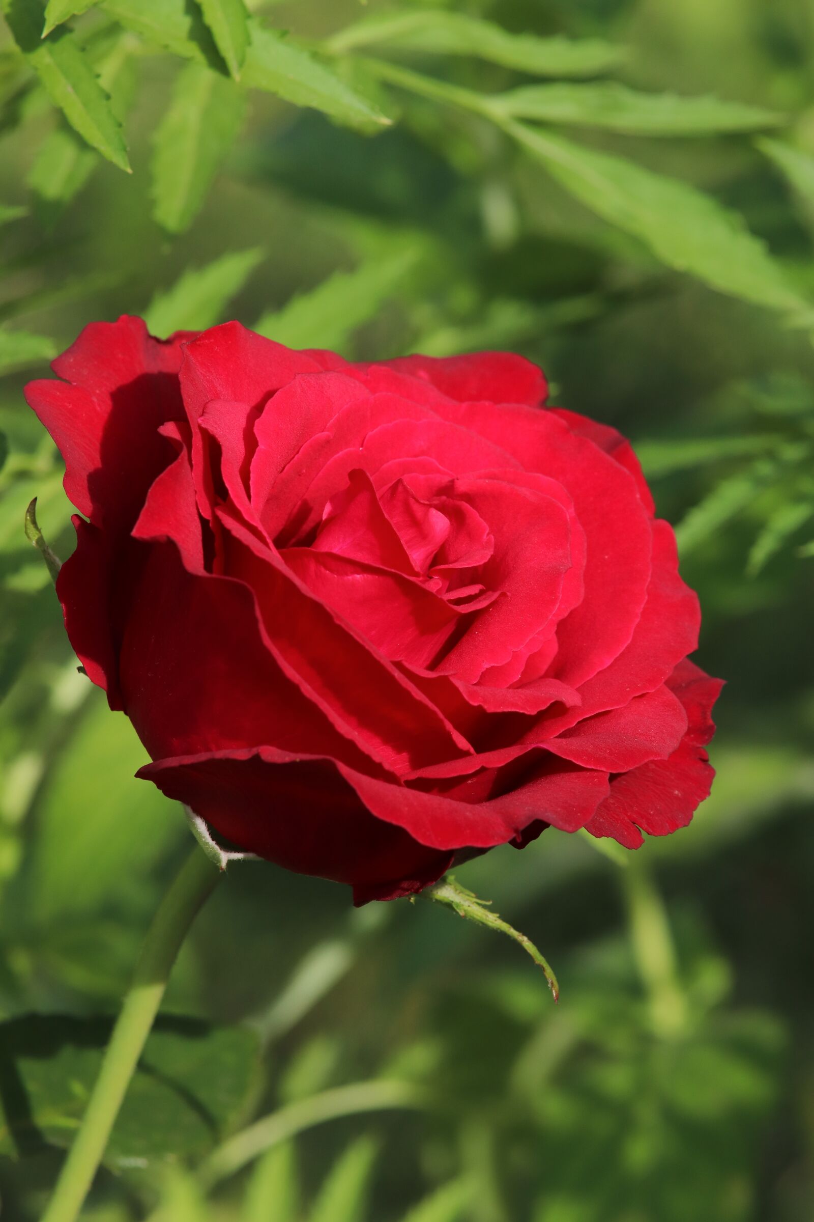 Canon EOS 800D (EOS Rebel T7i / EOS Kiss X9i) sample photo. Rose, red, flower photography