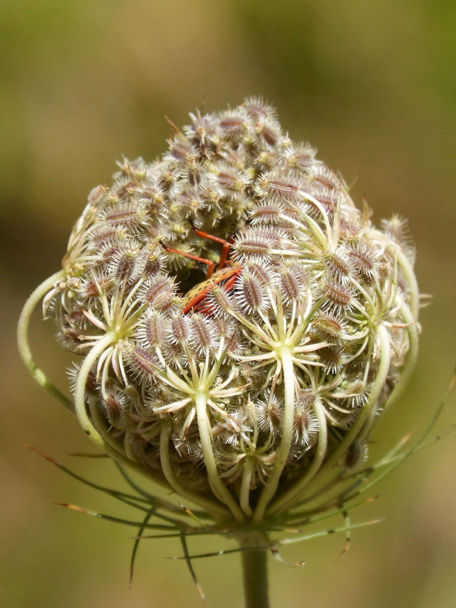 Panasonic DMC-FZ62 sample photo. Daucus carota, seeds that photography