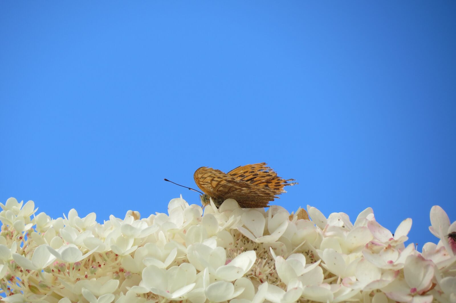 Canon PowerShot SX40 HS sample photo. Butterfly, blossom, bloom photography