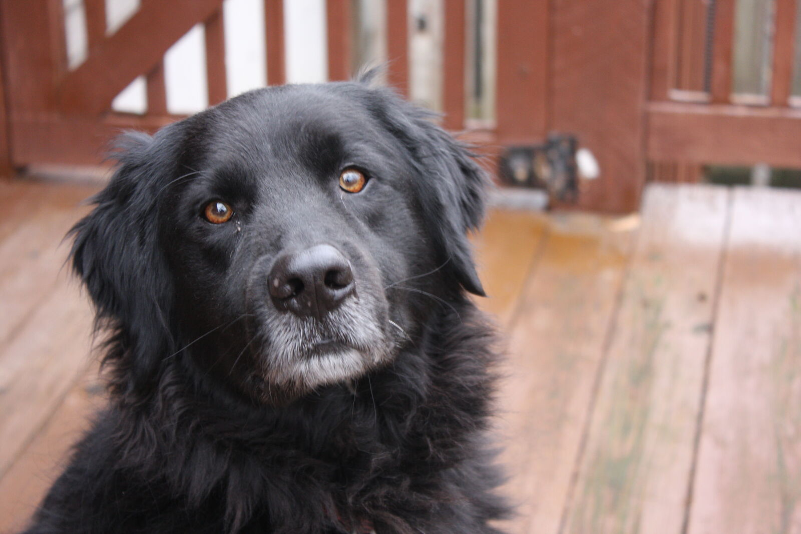 Canon EOS 40D + Canon EF-S 18-55mm F3.5-5.6 IS sample photo. Black, dog, black, lab photography