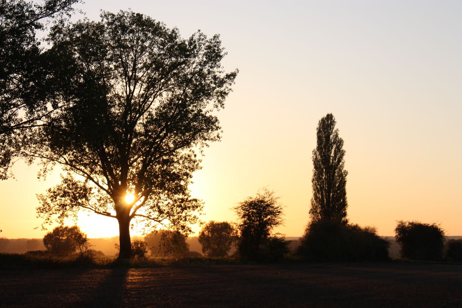 Canon EOS 450D (EOS Rebel XSi / EOS Kiss X2) sample photo. Tree, dawn, nature photography