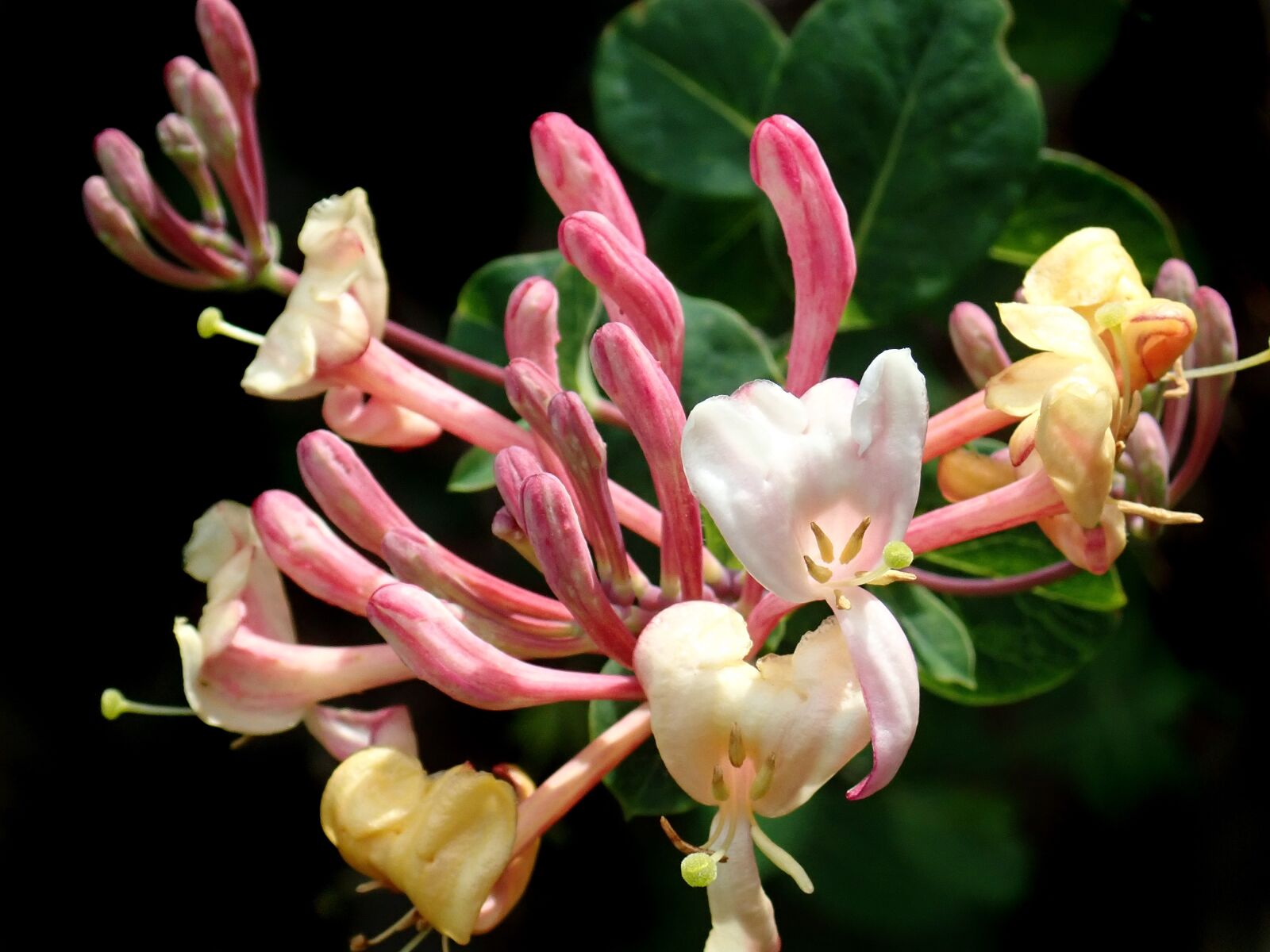 Olympus TG-5 sample photo. Flowers, fragrant, honeysuckle photography