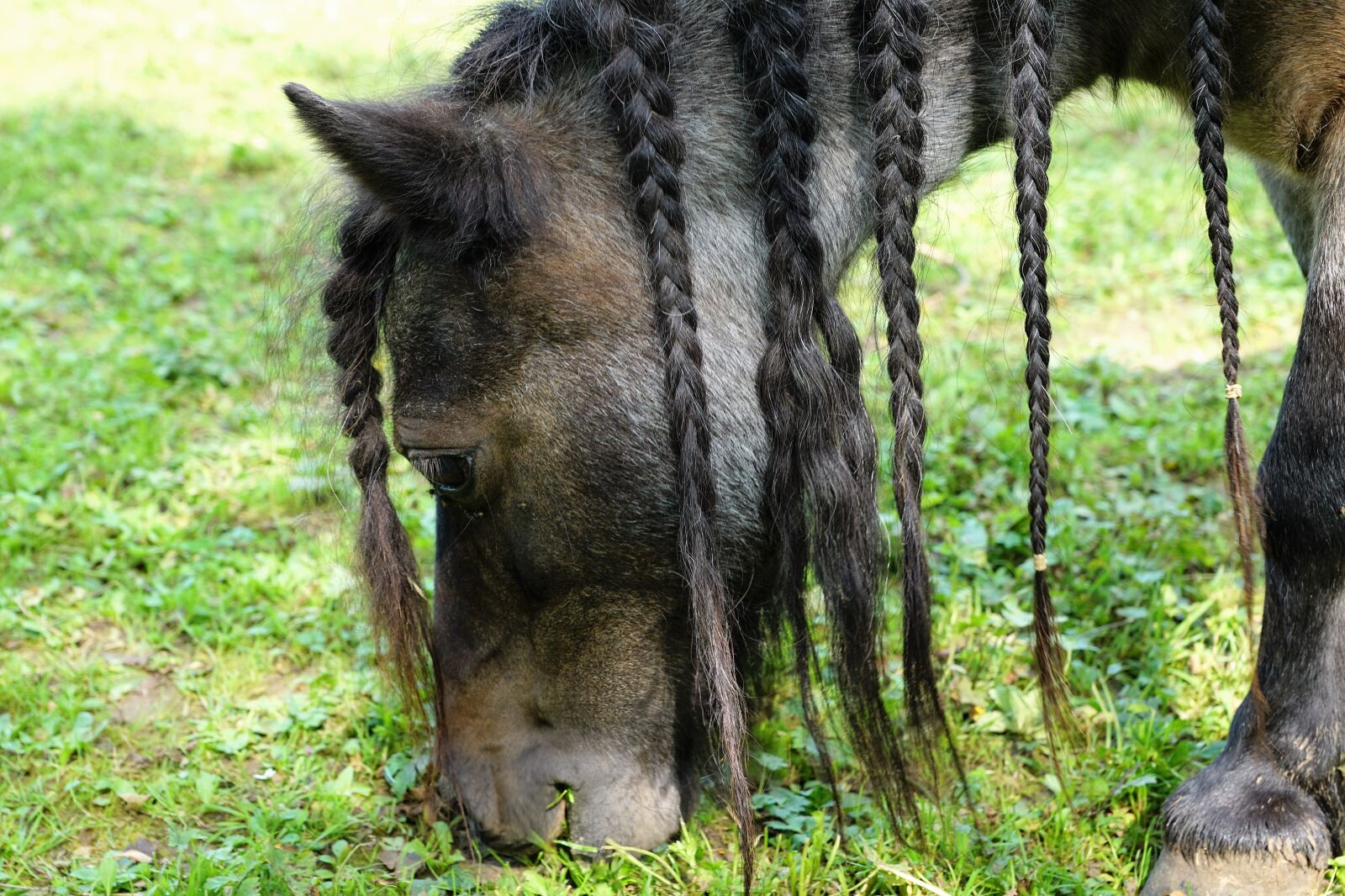 Sony ILCA-77M2 + Sony DT 16-50mm F2.8 SSM sample photo. Pony, horse, black photography